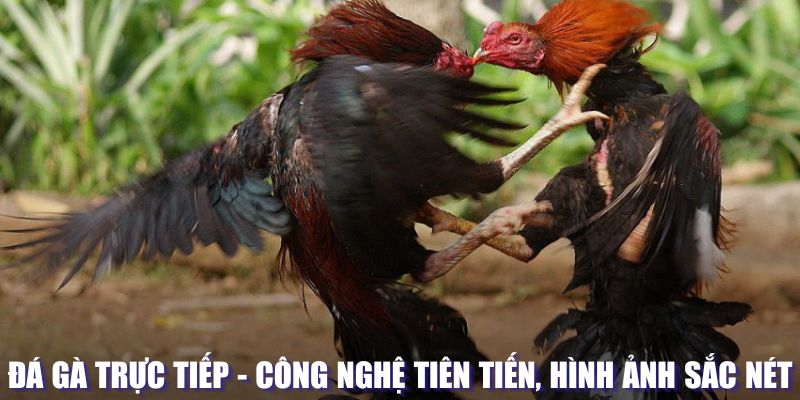 Đá gà trực tiếp