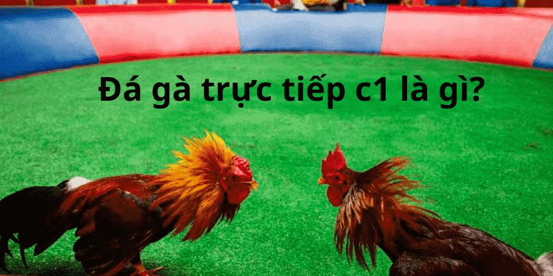 Đá gà trực tiếp C1