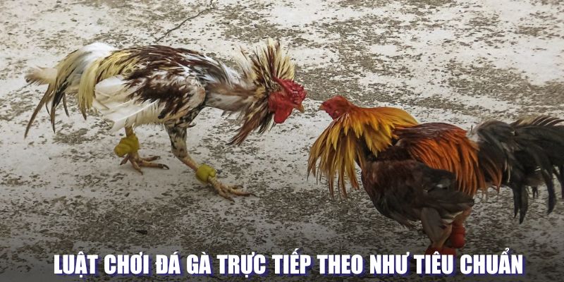 Luật chơi đá gà trực tiếp người tham gia cần nắm