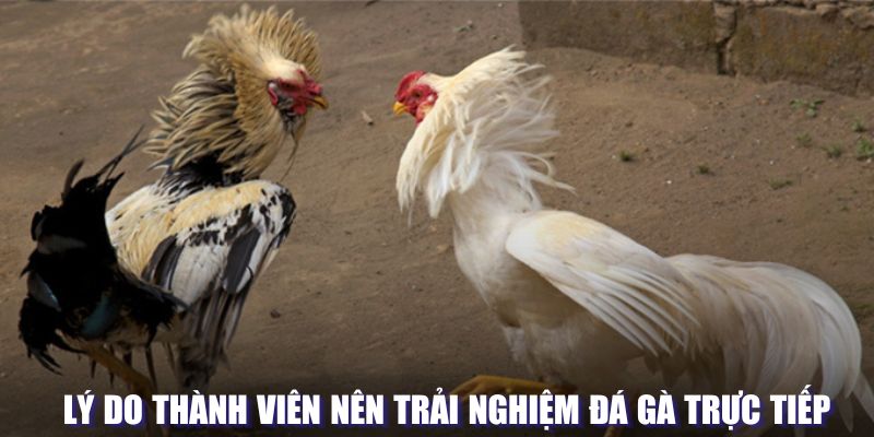 Ưu điểm nổi bật của đấu chiến kê trực tiếp